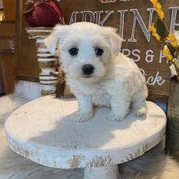 Cavapoo and Coton de Tulear Puppies from Big Gulch Puppies