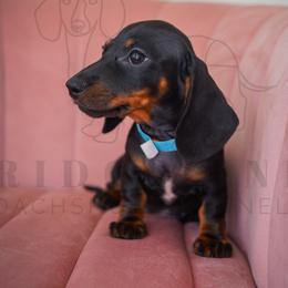 Trix - Black and tan female Dachshund puppy in Temecula, California from Naomi Magee's Dachshund Kennel