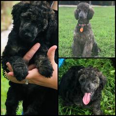 Goldendoodle, Labradoodle, Poodle, and Saint Berdoodle Puppies from Dent’s Doodles