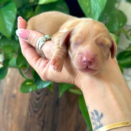 Clyde - Red male Dachshund puppy in California from Ranch Hand Weenies