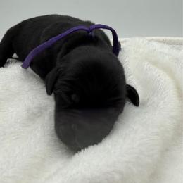 Purple - Black male Labrador Retriever puppy in Heath Springs, South Carolina from Rich Hill Retrievers