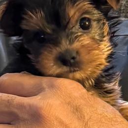 Taylor - Black and tan female Yorkshire Terrier puppy in Gambrills, Maryland from Corinne's Yorkshire Terriers