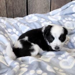 Knox - Black and white male Border Collie puppy in Guffey, Colorado from Sunset Ridge