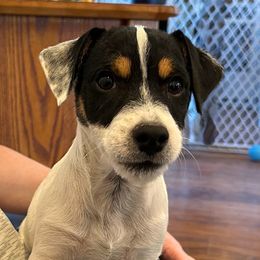 Scout - Russell Terrier puppy from Jerome Russell Terriers