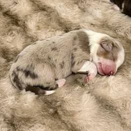 Fable - Red merle male Miniature Australian Shepherd puppy in Shingletown, California from Whiskeytown Aussies