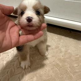 Full fluffy Ella - Blue merle and white female American Corgi puppy in Decatur, Texas from Bar S Corgis