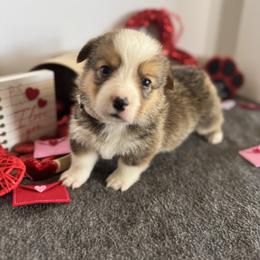 Charlie - Sable male Pembroke Welsh Corgi puppy in Millsap, Texas from Punchy Pembroke Ranch