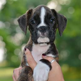 Sundae - Brindle female Boxer puppy in Forest City, Iowa from Mt Valley Boxers