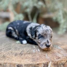 Aries - Merle female Goldendoodle puppy in Pollock Pines, California from Penny Lane’s Doodles