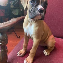 Boxer Puppies from Sand Creek Boxer Kennel