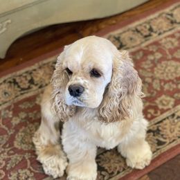 Maggie - Cocker Spaniel