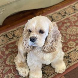 Maggie - Cocker Spaniel