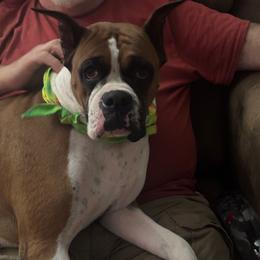 Molly - Boxer