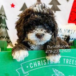 Aussiedoodles, Bernedoodles, Goldendoodles, and Sheepadoodles from V6 Ranch Dogs