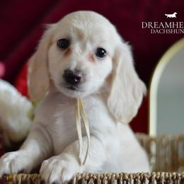 Snowflake - Cream male Dachshund puppy in Cantonment, Florida from Dreamheart Dachshunds LLC