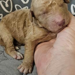 Sammy - Black male Goldendoodle puppy in Kansas City, Missouri from Poppy's Doodles