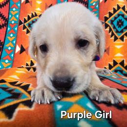 Girl 1 - Yellow female Labrador Retriever puppy in Potosi, Wisconsin from Point and Flush Gun Dogs