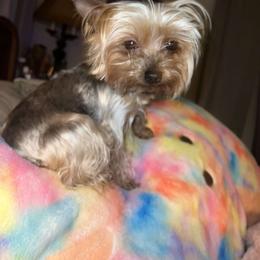 Mama B - Yorkshire Terrier