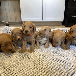 Maple Girl 5 - Apricot female Goldendoodle puppy in Sugarcreek, Ohio from True Hearted Doodles