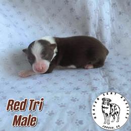 Newt - Red tri male Miniature Australian Shepherd puppy in Jaroso, Colorado from Heaven Sent Aussies