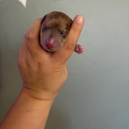Hera - Dapple female Dachshund puppy in Colorado from T&C Dachshunds