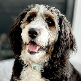 Bernedoodles, Goldendoodles, and Poodles from Anam Cara Pups