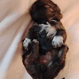 Brandy - Merle female Shichon puppy in Bloomington, Indiana from Laura's Teddy Bears