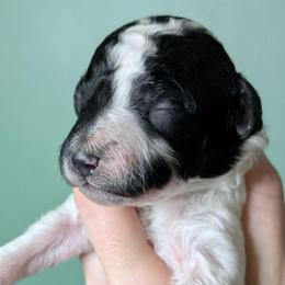 Roy - Parti male Poodle puppy in Salem Township, Maine from Moirae Poodles