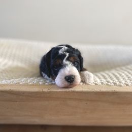 Bernedoodle, Goldendoodle, and Poodle Puppies from Central Valley Canine Companions