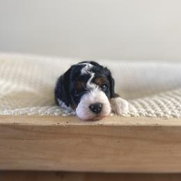 Bernedoodle, Goldendoodle, and Poodle Puppies from Central Valley Canine Companions