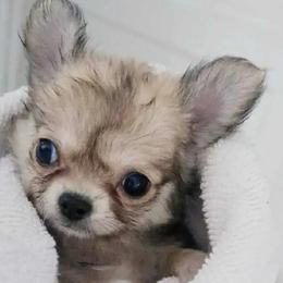 Billy - Sable spotted white male Chihuahua puppy in Frostproof, Florida from Chitownchihuahuas