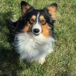 Ryker - Pembroke Welsh Corgi