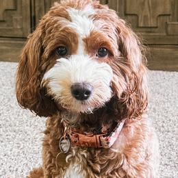 Charlie - Goldendoodle