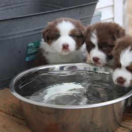 Australian Shepherd Puppies from Starlit Grove Australian Shepherds