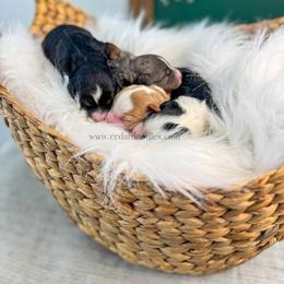 Bernedoodle puppies from Cedar Doodles- Home of the Teddybear Goldendoodle
