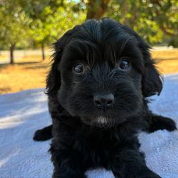 Zeva F1B - Black phantom female Aussiedoodle puppy in Oklahoma City, Oklahoma from Foneb Farm - The F1B Farm