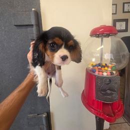 Philia - Tri-color male Cavalier King Charles Spaniel puppy in Springfield, Missouri from Caney Mountain Cavaliers LLC