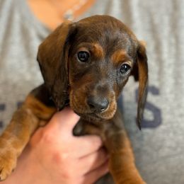 Red Boy - Red male Dachshund puppy in Hickory, Kentucky from NanoDachs