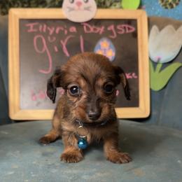 Holly - Wild boar female Dachshund puppy in Livingston, Kentucky from Illyria Dox & GSD