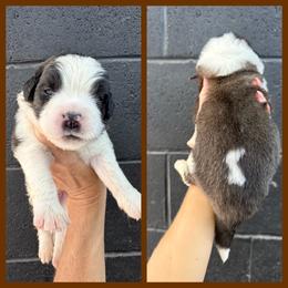 Brown - Mahogany and white male Saint Bernard puppy in Ladysmith, Wisconsin from Northwoods Saint Bernards