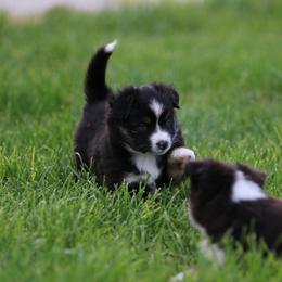 Australian Shepherd, Miniature American Shepherd, Miniature Australian Shepherd, and Toy Australian Shepherd Puppies from Painted Blue Aussies