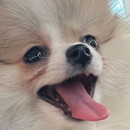 Tiny Zoey - Pomeranian
