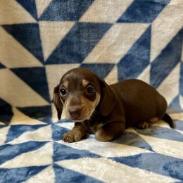 Khloe - Chocolate and tan female Dachshund puppy in Stilwell, Oklahoma from Mountain Top Dachshunds