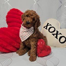 Rosie - Pink Collar - Red  female Goldendoodle puppy in Auburn, Kansas from Puppy Paradise:  English Mastiff Puppies & Standard Goldendoodle Puppies