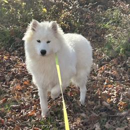 Athena - Samoyed