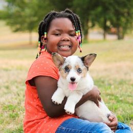 American Corgi and Pembroke Welsh Corgi Puppies from Elk Ridge Corgis