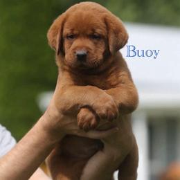 Buoy - Yellow male Labrador Retriever puppy in South Lyon, Michigan from Matoskah Meadows Labradors
