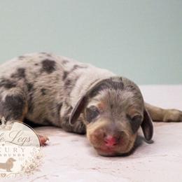 AKC Equinox - Dapple male Dachshund puppy in Christiansburg, Virginia from Little Legs Luxury Dachshunds LLC