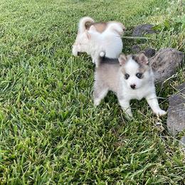 Pomsky Puppies from Promise Land Pomskies