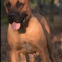 Knuckles - Tiger female Perro de Presa Canario puppy in Tickfaw, Louisiana from La Fundación K-9
